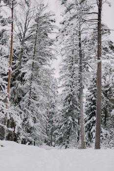 A tranquil view of a snow-blanketed evergreen forest capturing the essence of winter.