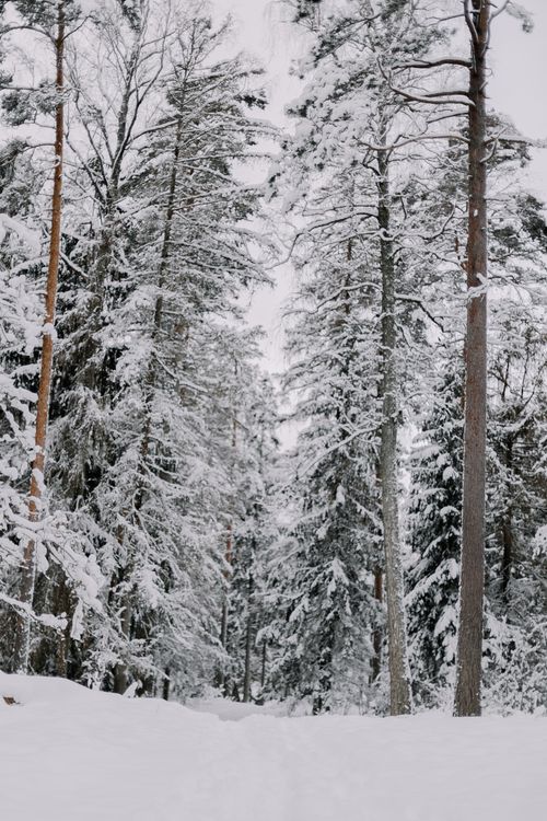 Free A tranquil view of a snow-blanketed evergreen forest capturing the essence of winter. Stock Photo