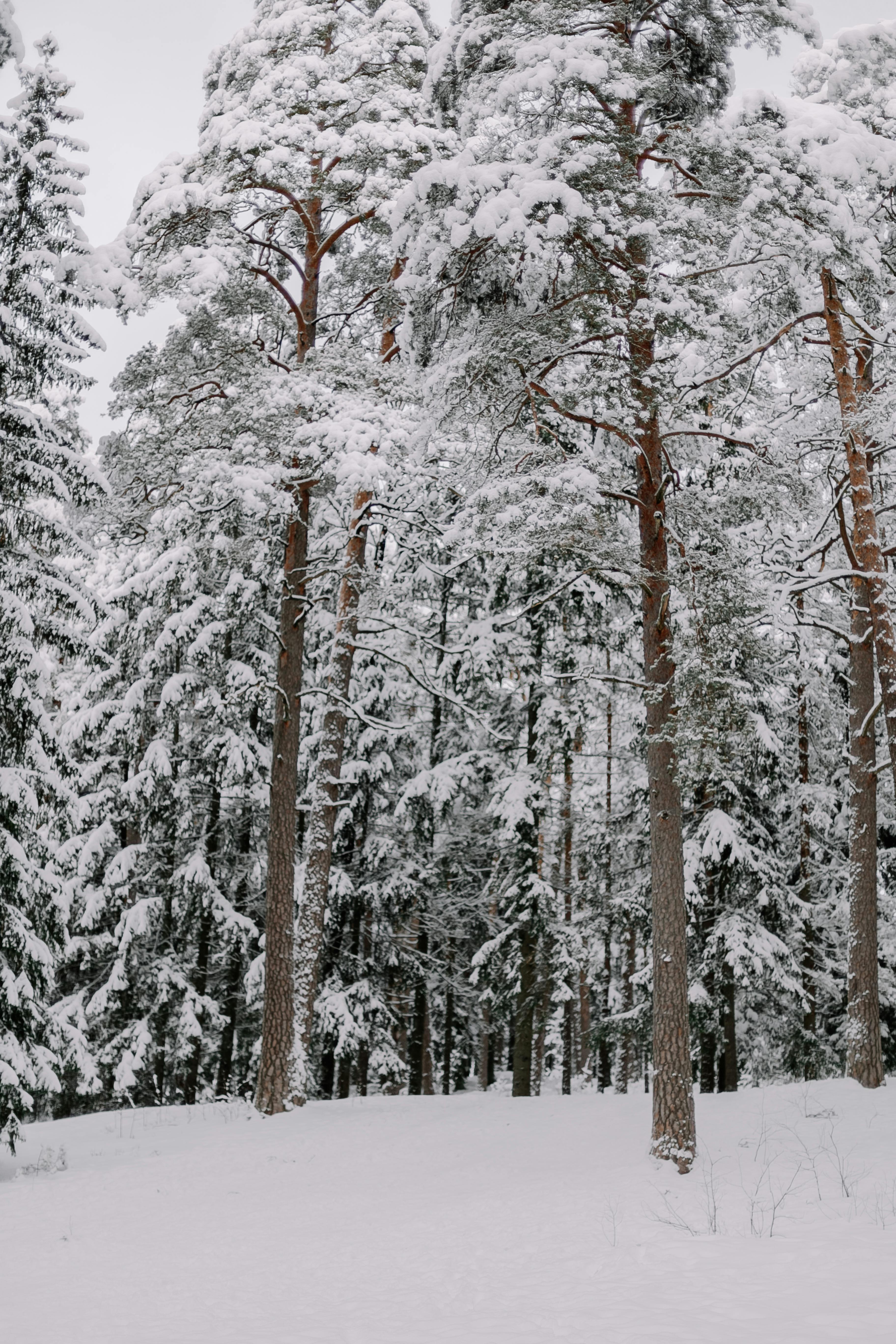 Free Area In Winter Snowy Woods Stock Photo - Download Image Now