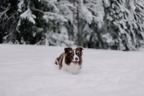 Dog in a Coniferous Forest Covered with Snow 