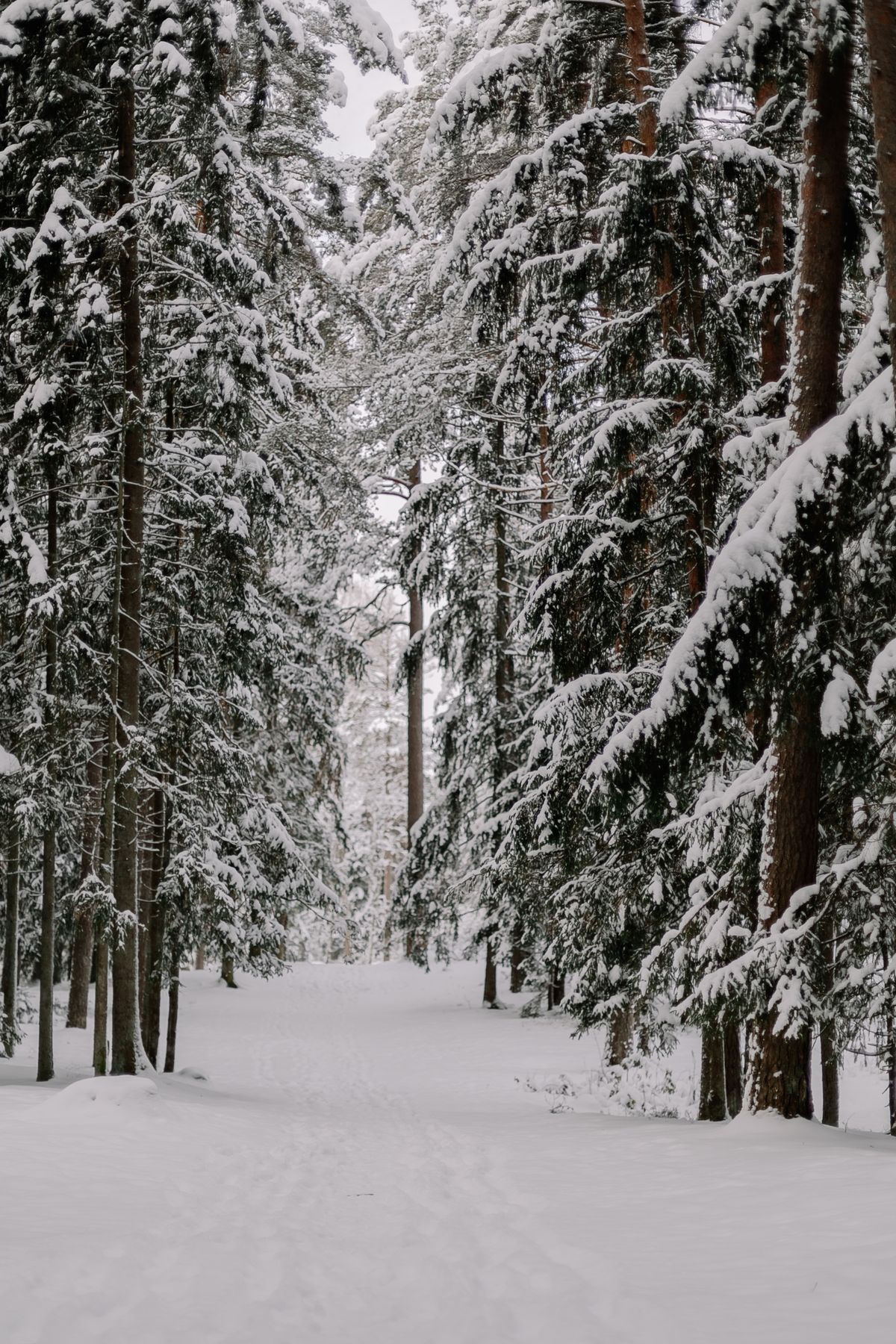 Serene snow-covered evergreen forest path winter scene similar to the Zao snow monsters area