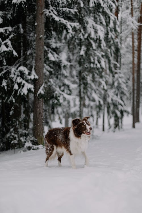 Dog in a Coniferous Forest Covered with Snow 