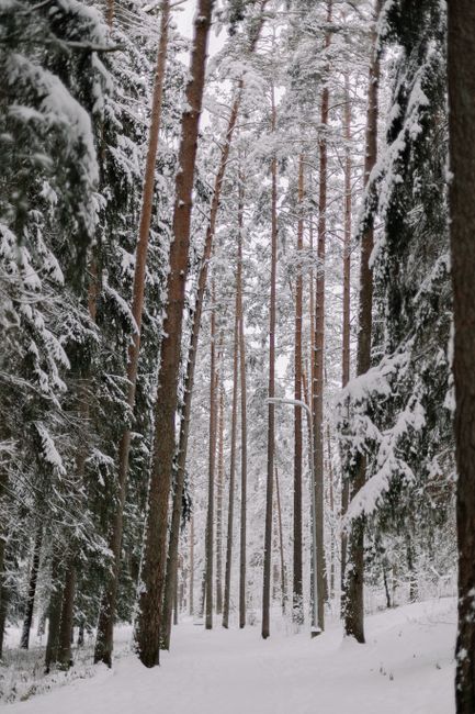 Tranquil winter scene of a snowy evergreen forest, perfect for nature lovers.