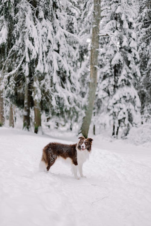 Free Border Collie Dog in a Forest on a Winter Day Stock Photo