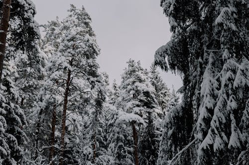 Foto profissional grátis de agulhas, árvores, com frio