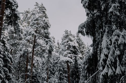 Photo of Conifer Trees Covered with Snow · Free Stock Photo