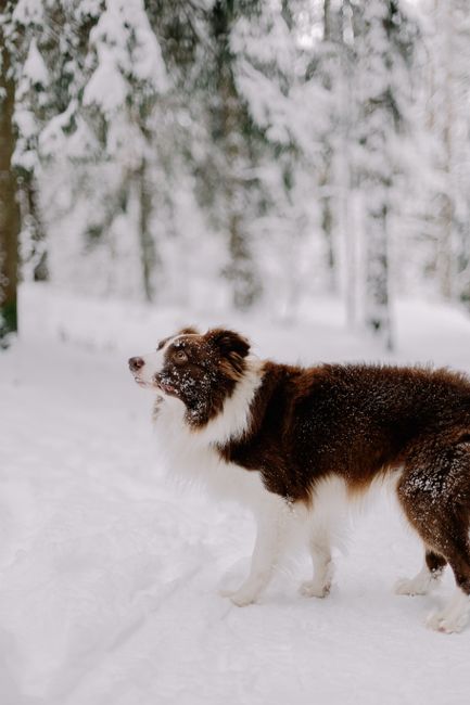 A Border Collie stands in a serene snowy forest setting during winter.