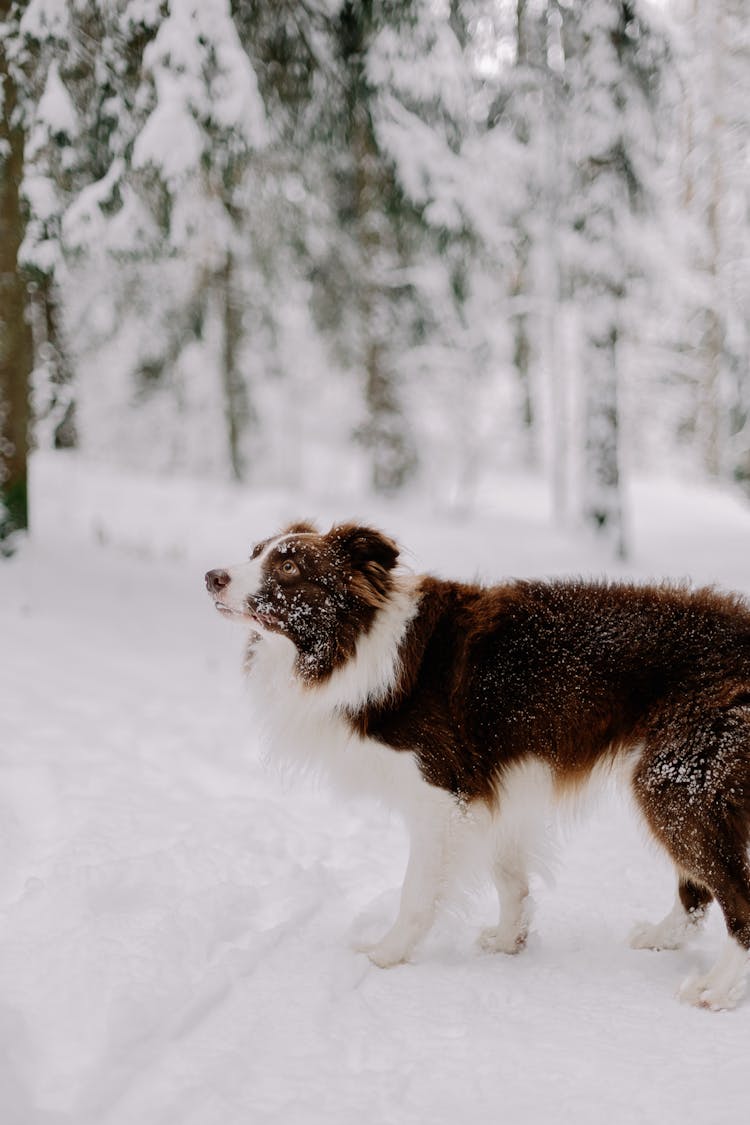 Dog Standing In The Snow With Forest Trees In The Background