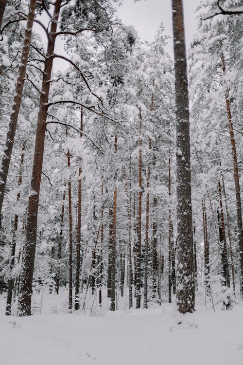 Coniferous Forest in Snow
