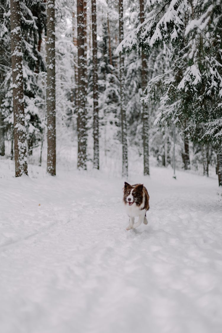 Border Collie Running In Snow