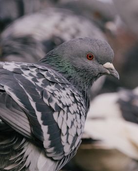 grey dove pigeon feathers