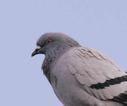 Foto stok gratis bangsa burung, binatang, burung