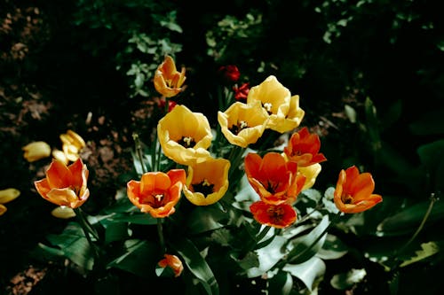 Foto profissional grátis de amarelo, flores, fresco