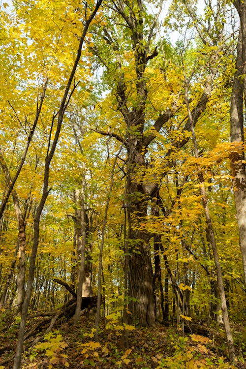 가을, 가지, 나뭇잎의 무료 스톡 사진