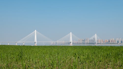 Erqi Yangtze River Bridge Seen from Field