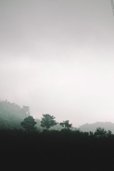 A serene forest landscape with silhouetted trees against a foggy background, creating a peaceful atmosphere.