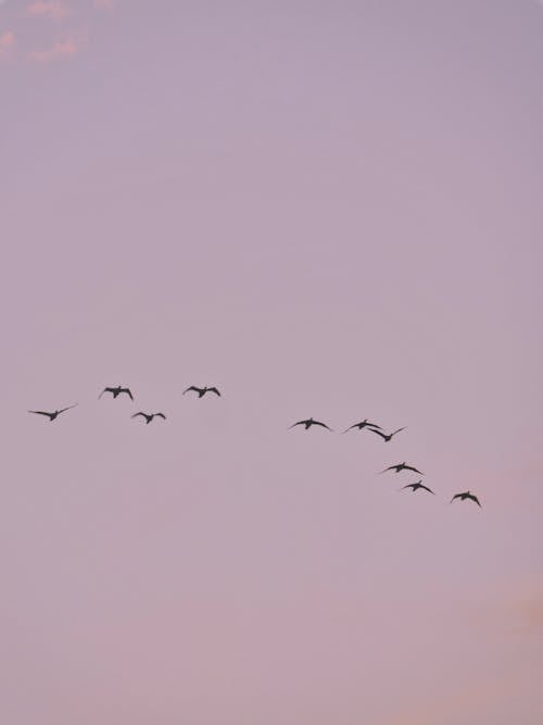 Základová fotografie zdarma na téma hejno, látat, migrace