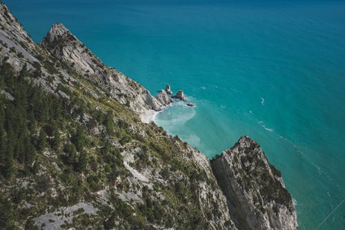 Trees on a Cliff by the Sea 