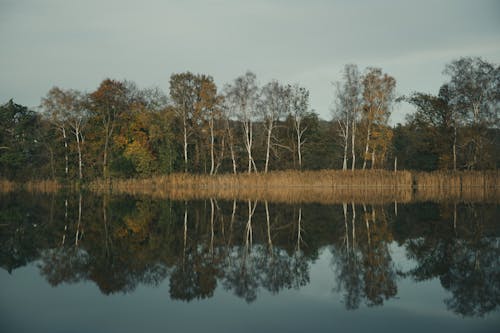 Gratis stockfoto met bomen, Bos, herfst