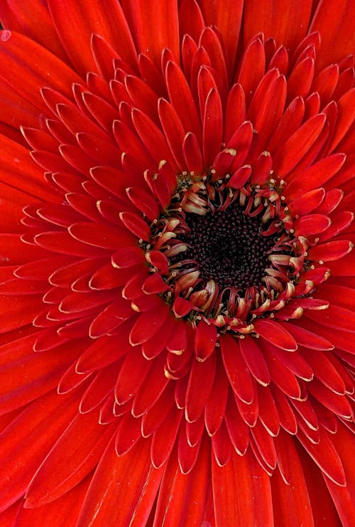 Petals of a Red Flower 