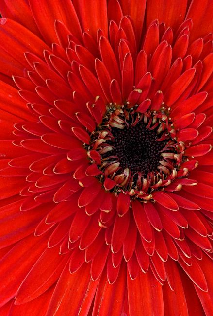Detailed close-up of a vibrant red gerbera daisy showcasing its petals and center.