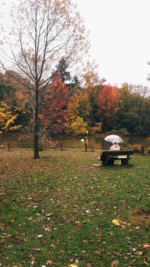Free stock photo of autmn, autumn, fotos Stock Photo