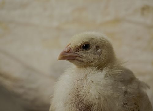 Free A detailed close-up portrait of a young chicken showcasing its plumage and beak. Stock Photo