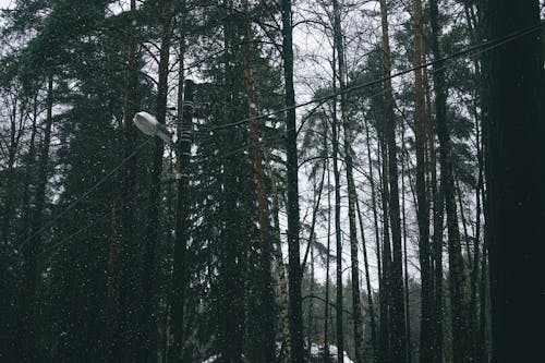 Gratis stockfoto met bomen, Bos, bossen