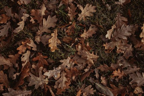 Free A serene view of fallen oak leaves scattered on grass highlighting autumn's beauty. Stock Photo