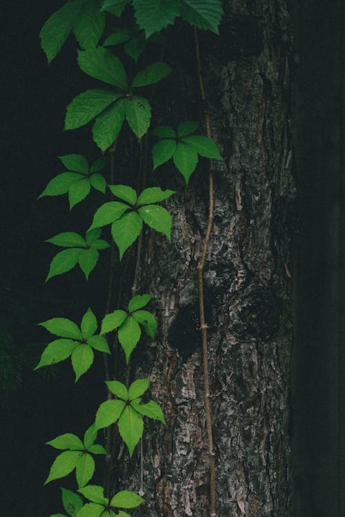 Close-up of Virginia Creeper Growing next to a Tree 