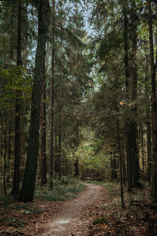 Бесплатное стоковое фото с вертикальный выстрел, деревья, иглы