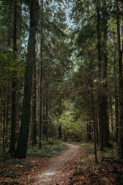Free A tranquil footpath winds through lush coniferous forest, ideal for a nature escape. Stock Photo