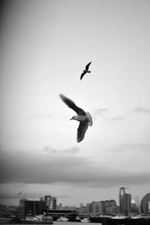 Foto stok gratis burung camar, burung-burung, hitam & putih