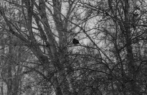 Free A black and white photo of a solitary bird on a branch in a winter forest. Stock Photo