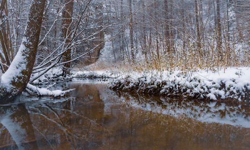 Free Tranquil snowy stream flowing through a winter forest landscape in Mników, Poland. Stock Photo