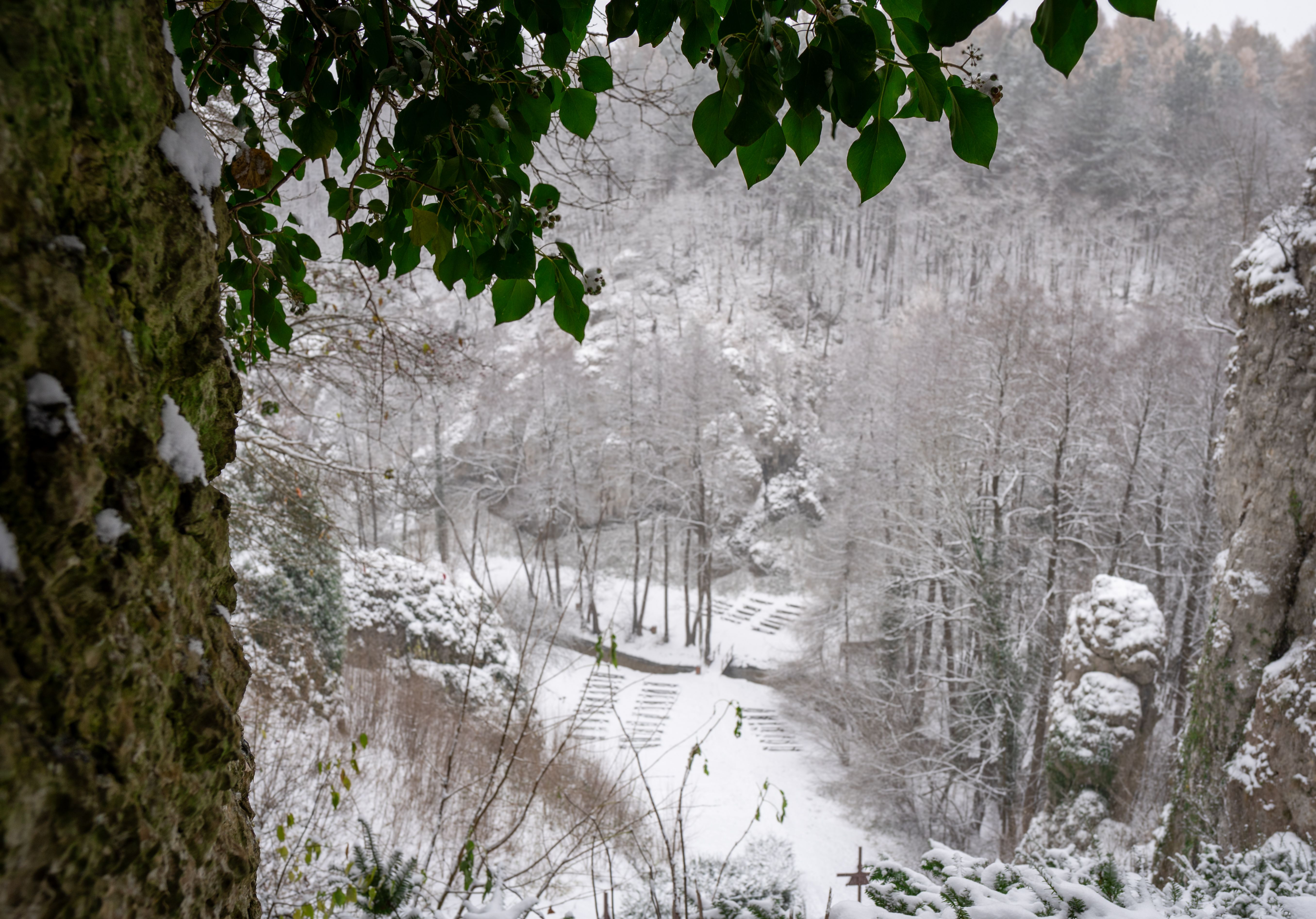 A view of a snowy forest with trees and rocks · Free Stock Photo