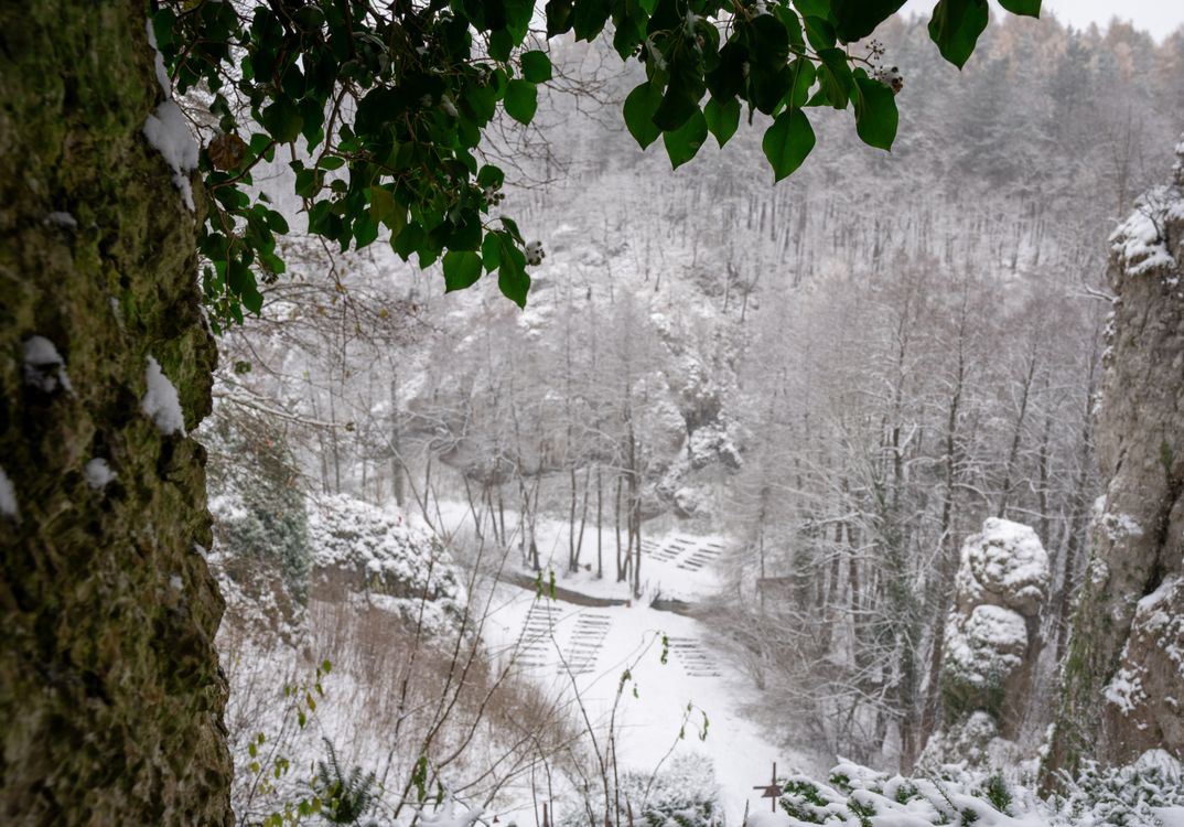 Snow Forest Rocks A view of a snowy forest with trees and rocks · Free Stock Photo