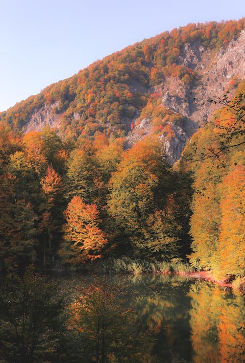 View of Autumnal Trees around a Body of Water in Mountains 