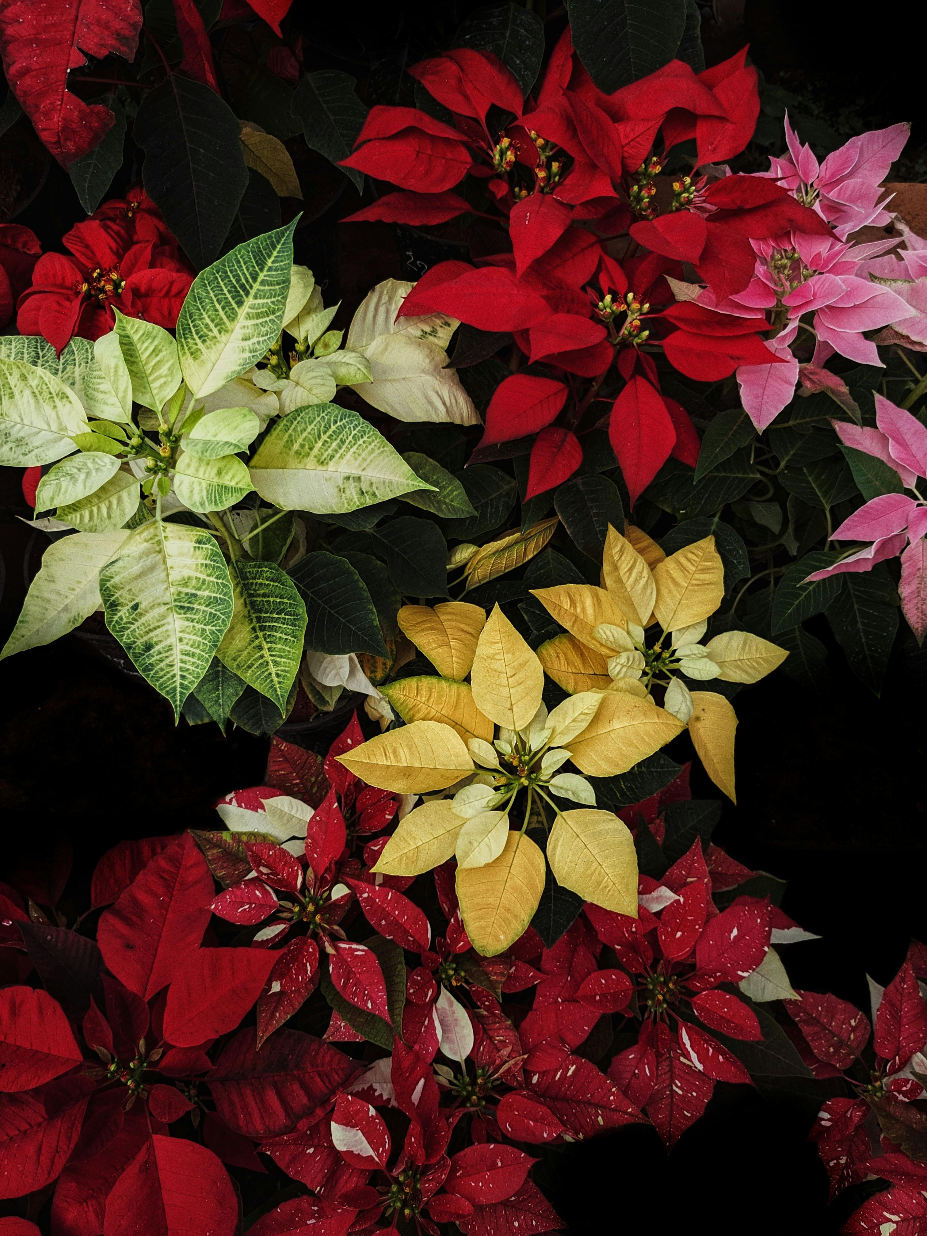 christmas poinsettias wallpaper