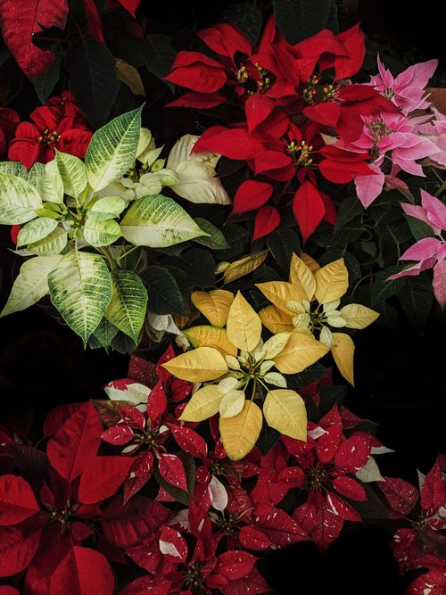 Free A vibrant arrangement of red, white, yellow, and pink poinsettias, showcasing a festive floral display. Stock Photo