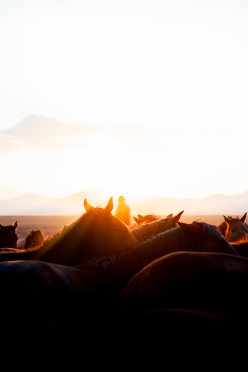 Horses Herd at Sunset