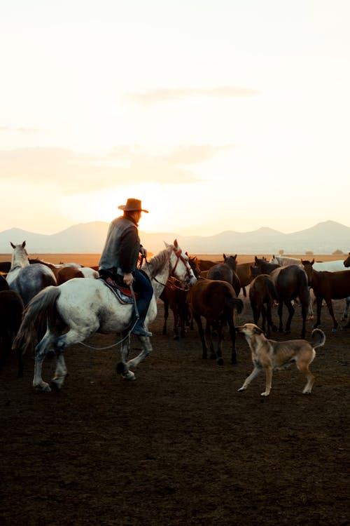 Cowboy with Dog and Horses on Pasture