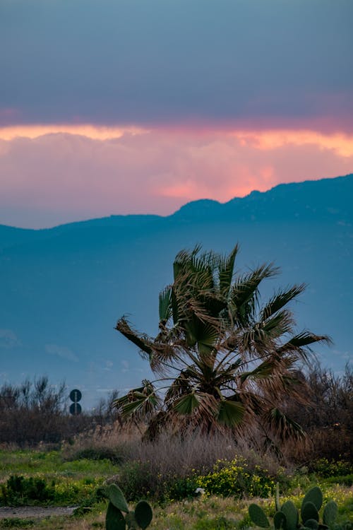 Free stock photo of beach, clouds color, dawn