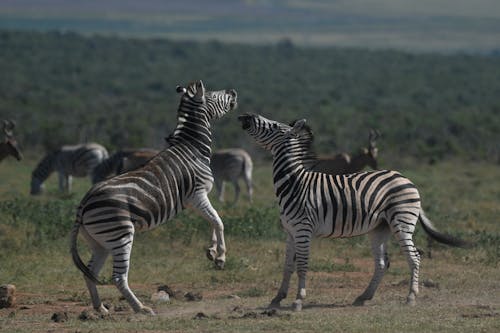 Zebras in Nature