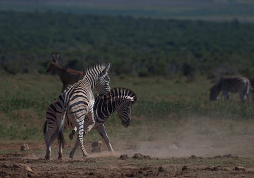 Fighting Zebras on Savanna