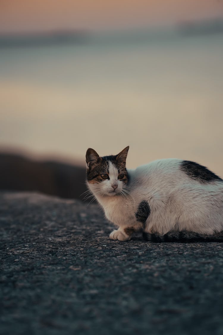 Cute Cat Lying On Sidewalk