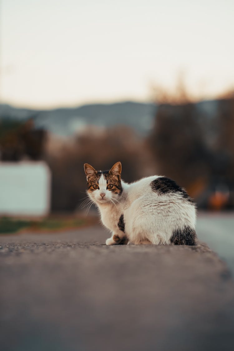 Cute Cat Staring