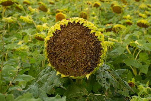 Close-up of a Sunflower with Ripe Seeds