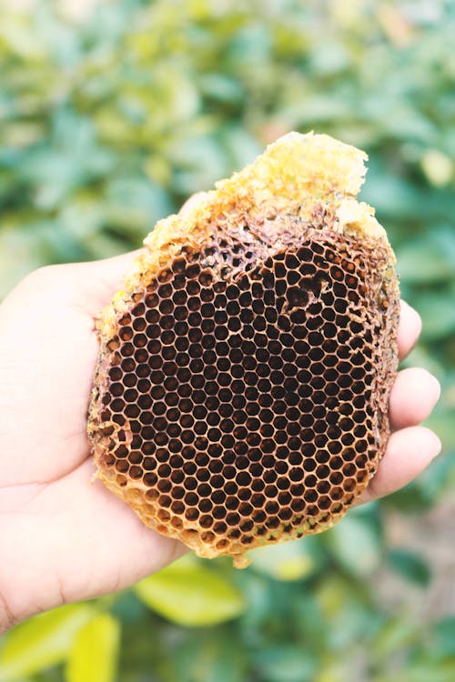 Free stock photo of bee, honey bee colonies, honeycomb