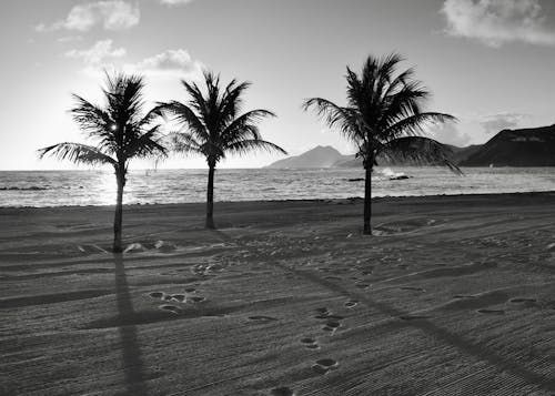 Palm Trees on Beach in Black and White